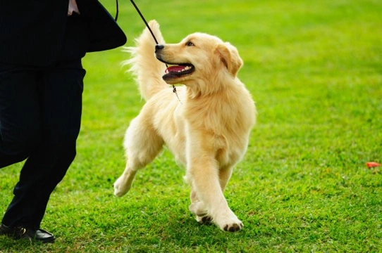 Dog Training Secrets – How to Prevent / Stop Behavioural Problems