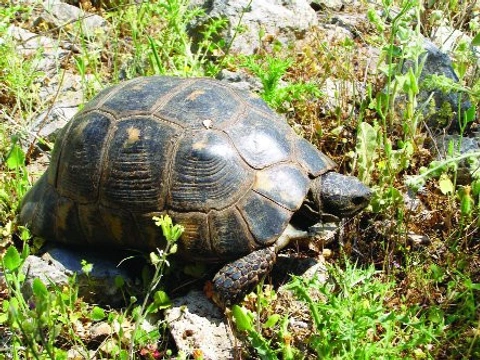 Euroasijské želvy rodu Testudo, nová taxonomie, pozorování v přírodě a chov v zajetí – 4. část