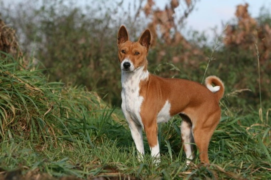 What is a Basenji?