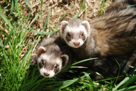 All About Ferrets - Quick Facts