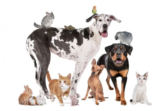 Picking the right pet for you - How much care do different animals need?