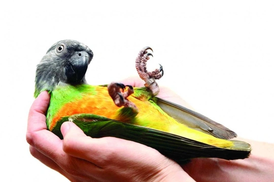 Vlastnit papouška je závazek 10