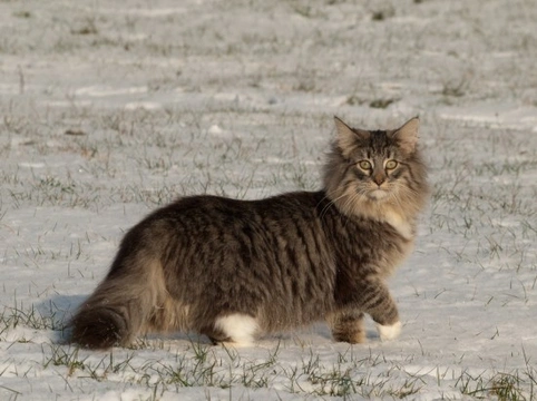 The top 8 largest domestic cat breeds