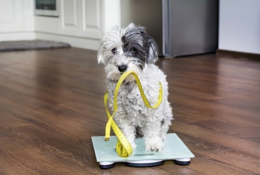 What determines a dog’s ideal weight?