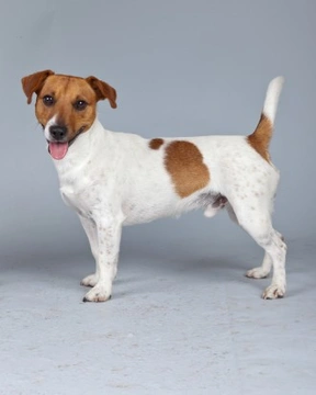The hugely popular Jack Russell terrier