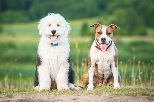 Coping with Sibling Rivalry in Dogs