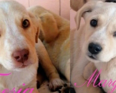 Adozioni cani: la storia di Fresia e Margherita, adorabili cucciolone