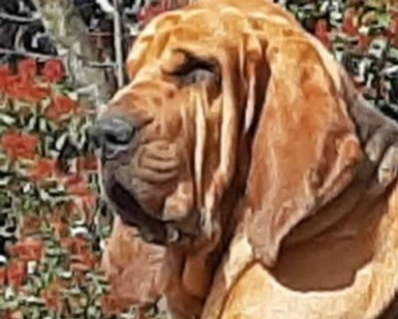Il Bloodhound, o Cane di Sant'Uberto, e il suo  lavoro