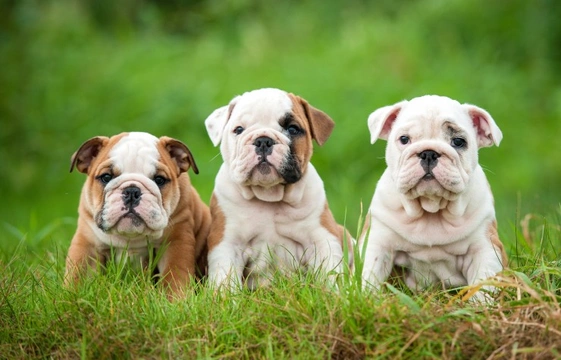 What you need to know if you want to breed from your English bulldog