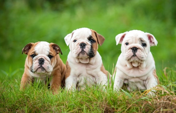 Feeding english shop bulldog puppies