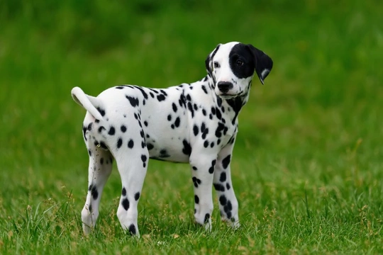 Five interesting facts about Dalmatians