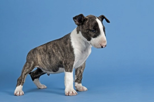 Is the English bull terrier a good choice of pet?
