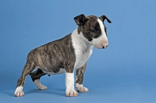 English bull terrier sales x jack russell