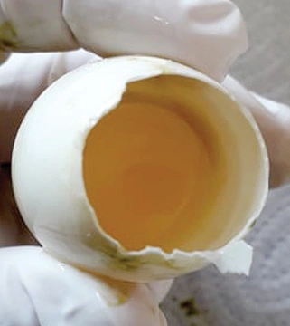 Zadržené vajíčko u kakadu  bílého