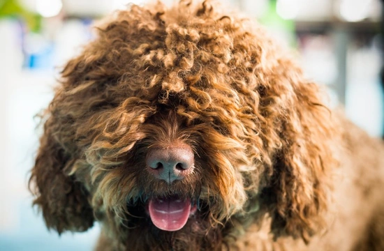 Introducing The Kennel Club’s newest recognised dog breed: The Barbet