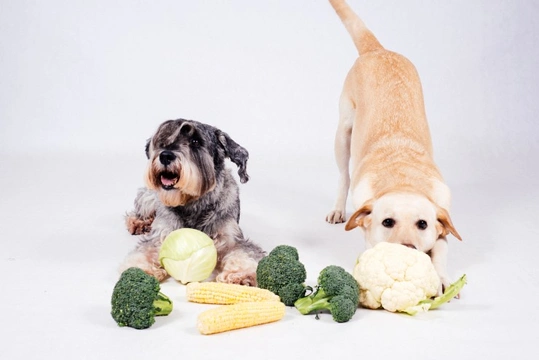 What vegetables shouldn’t you feed to your dog?
