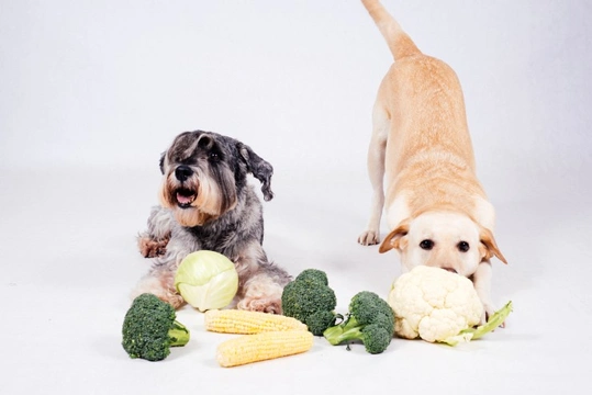 Feeding dogs vegetables sale