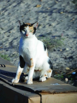 Arabská mau – pouliční kočky arabského světa