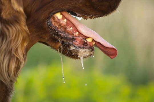 Six weird things you might not know about dog saliva