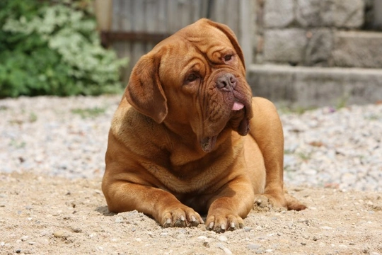 How the size and breed of your dog affects their health in old age