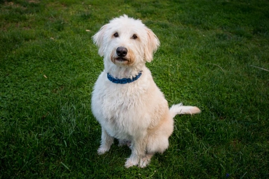 Wiry hotsell hair labradoodle