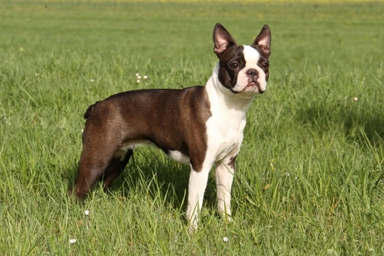 French bulldog x boston terrier hot sale for sale