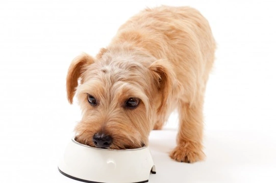 Important Minerals & Their Role in the Canine Diet