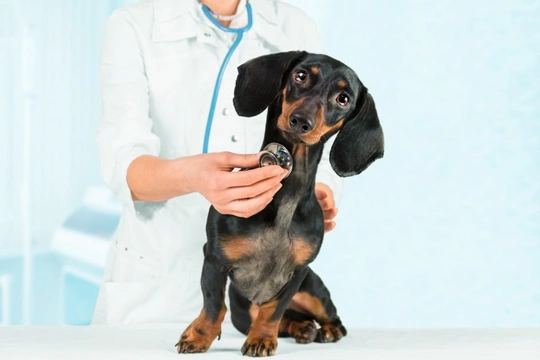 5 veterinary schemes and discounts that can save you money on your pet’s healthcare