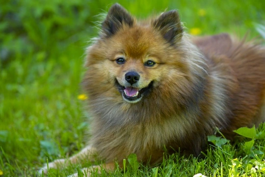 German spitz dog hereditary health problems