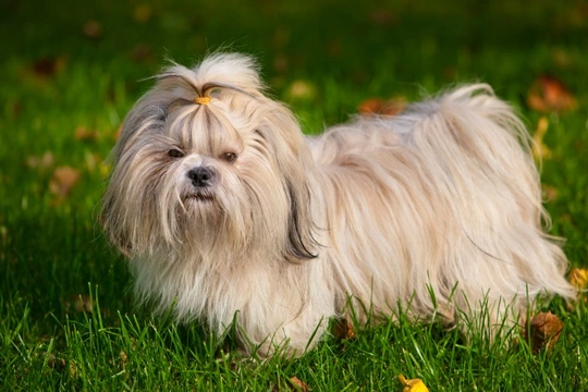 Talking Shih Tzu - The UK’s most popular longhaired dog breed | Pets4Homes