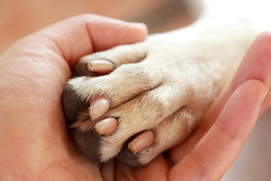 Paw infection outlet between toes