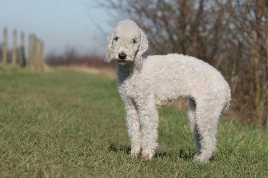 Bedlington terrier sale grooming