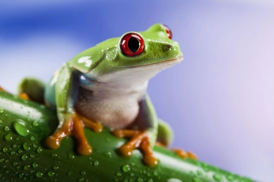 Keeping frogs as pets - what every amphibian owner should know