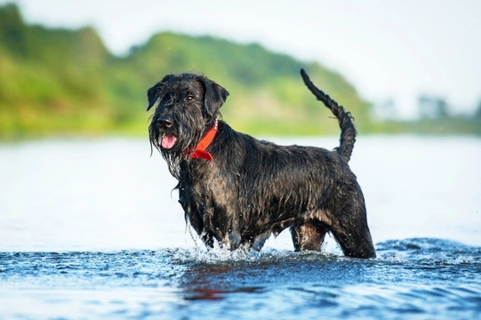 Would You Know if Your Giant Schnauzer was suffering a Vitamin B12 Deficiency?
