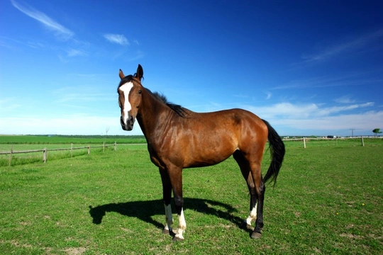 All about Laminitis in Horses