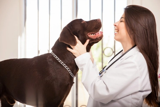 Five canine crises that mean your dog must see the vet
