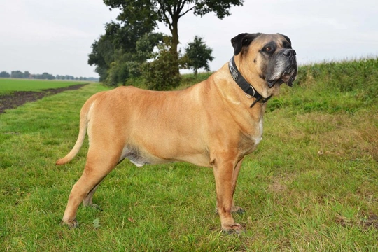 Bullmastiff or Boerboel, which breed makes the better family pet?