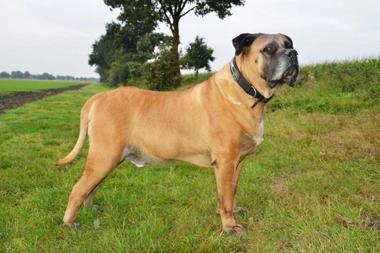 Difference between boerboel and hot sale bullmastiff