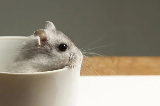 What to do when a Hamster escapes