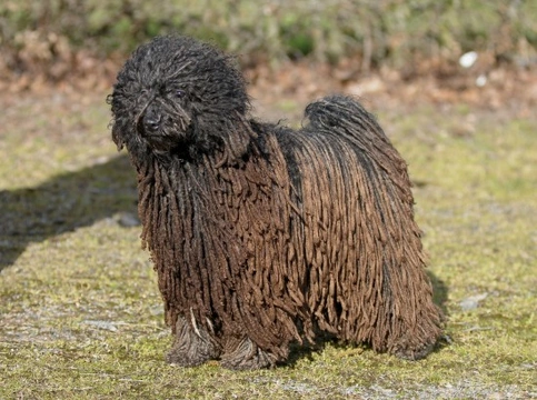 10 Breeds of Dog with Wonderful Black Coats