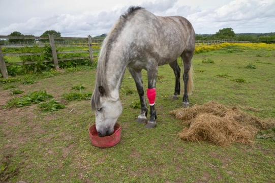 What is OCD? How Does the Condition Affect Horses?