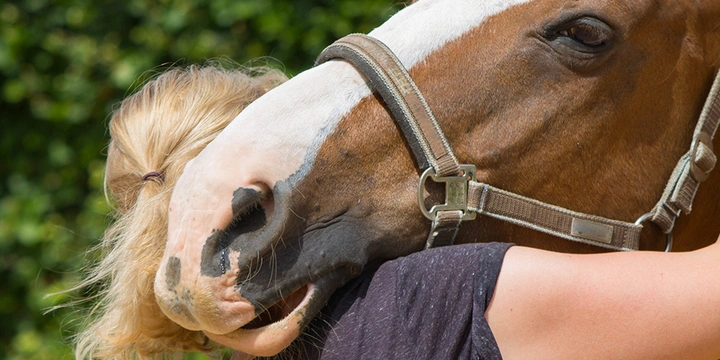 Vanliga rehabiliteringsformer för hästar