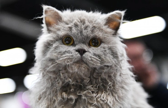 History of the Selkirk Rex Cat