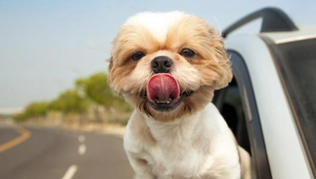 Waarom steken honden graag hun hoofd uit het raam van een rijdende auto?
