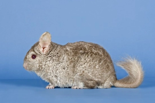 Choosing a good chinchilla breeder to buy your new pet from