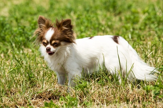 Hydrocephalus and the Chihuahua