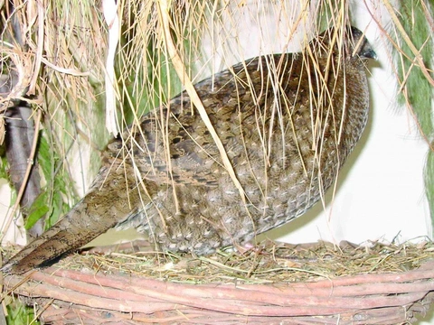 Satyr černohlavý – tragopan melanocephalus CITES I
