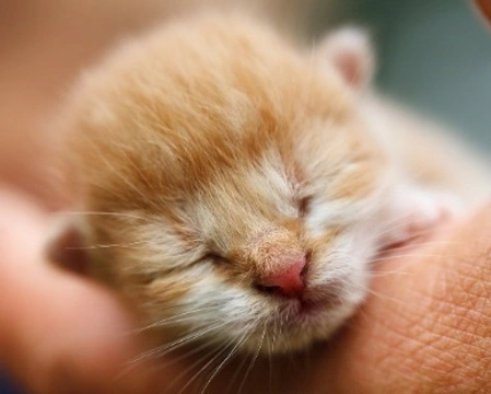 Gattino neonato: come nutrirlo con il biberon?
