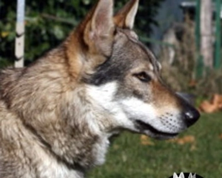Il Cane Lupo Cecoslovacco: cane o lupo?
