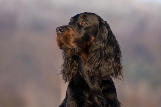 Some frequently asked questions about the Gordon setter dog breed